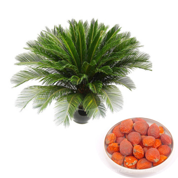 Quality 2019 fresh harvest tropical ornamental plants cycas sago palm seeds